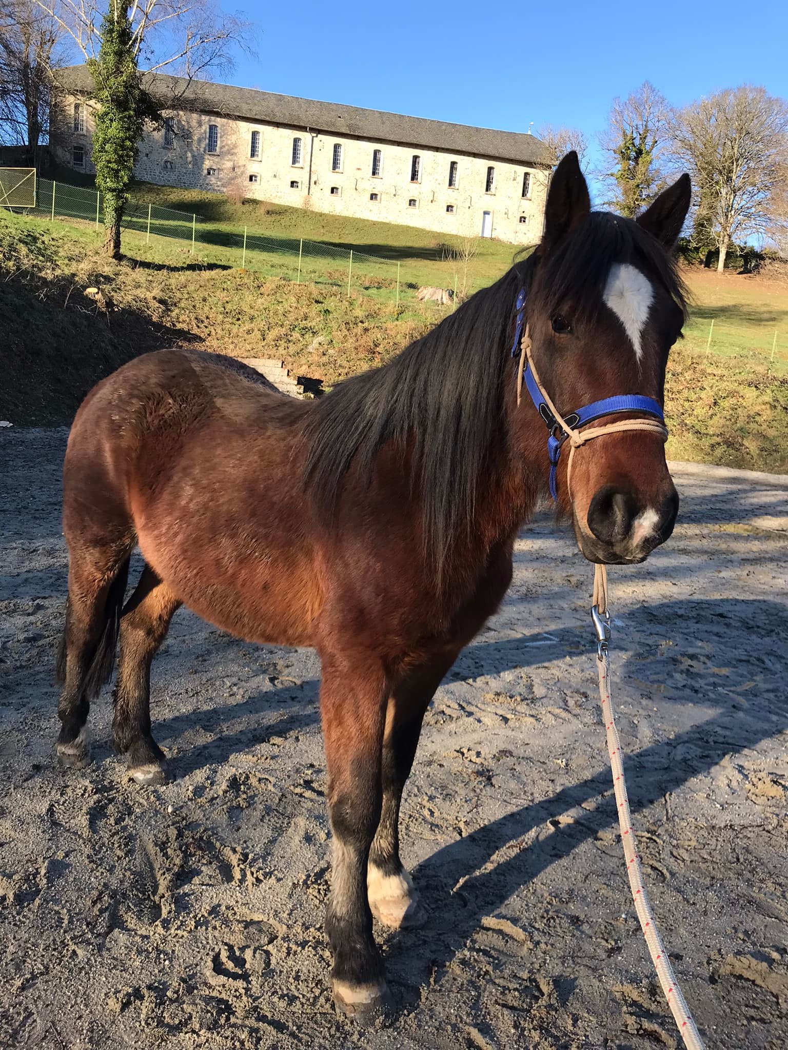 Cheval sur son terrain à la ferme équestre de Saint-Etienne-Cantalès
