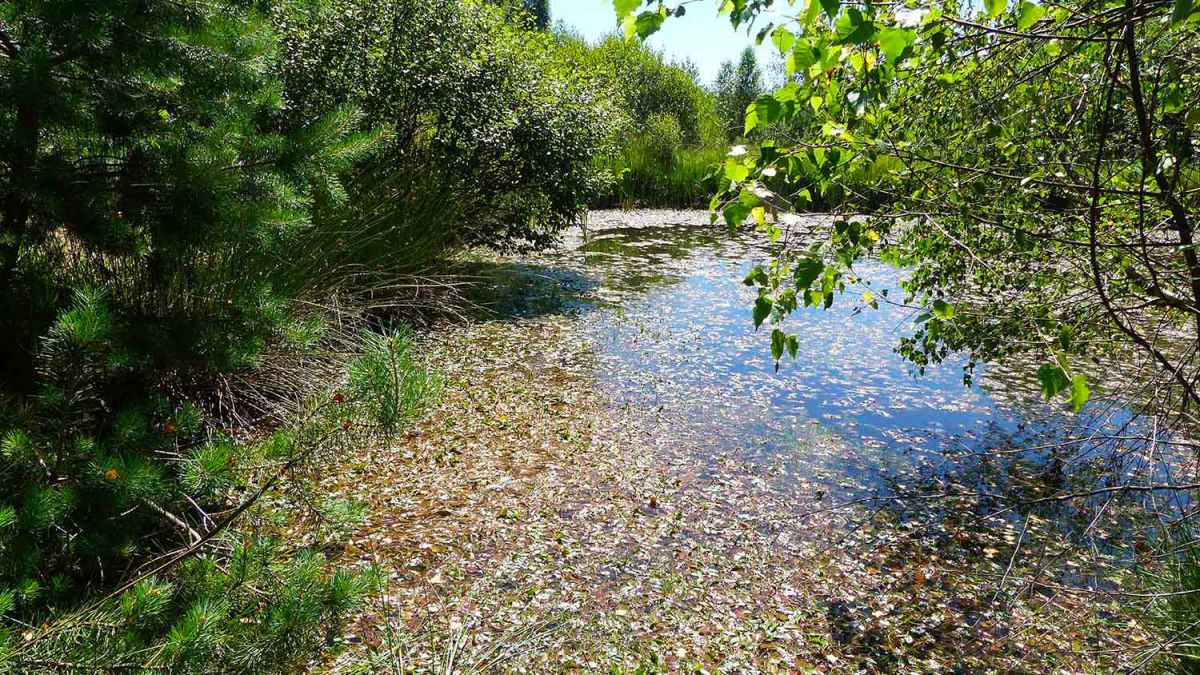 Zone humide des marais du Cassan et de Prentegarde qui s'étend sur les communes de Saint-Etienne-Cantalès, Saint-Paul-des-Landes et Lacapelle-Viescamp