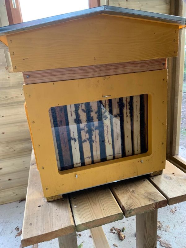 Ruche vitrée pour voir le travail des abeilles sur les cadres de cire