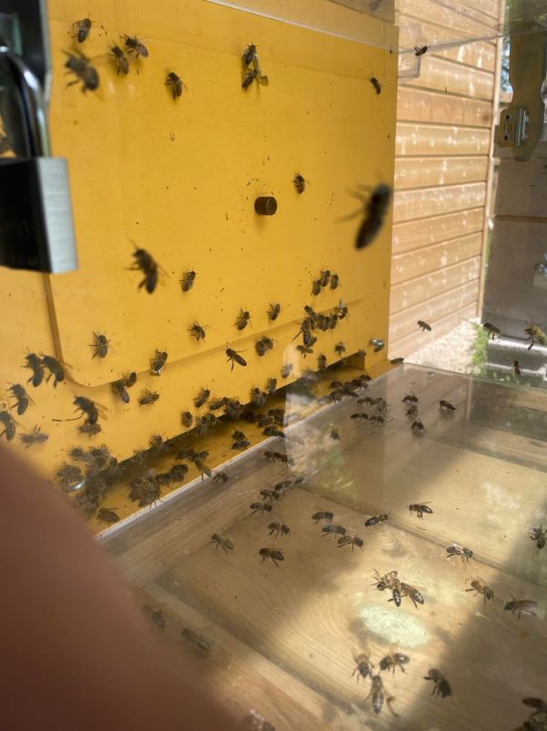 A travers la vitre, observons les abeilles entrer et sortir de la ruche du rucher pédagogique de Saint-Etienne-Cantalès