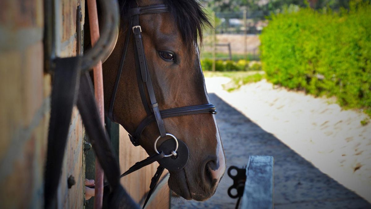 Cheval dans son box à la ferme équestre de Cantalès qui propose des promenades à cheval, à poney, et des cours d'équitation